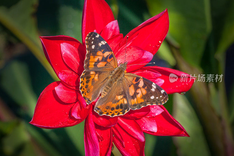 Butterfly-lady-in-law。瓦妮莎·卡杜在大丽花火星上。