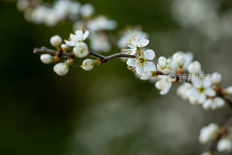 黑刺李花开白色的花