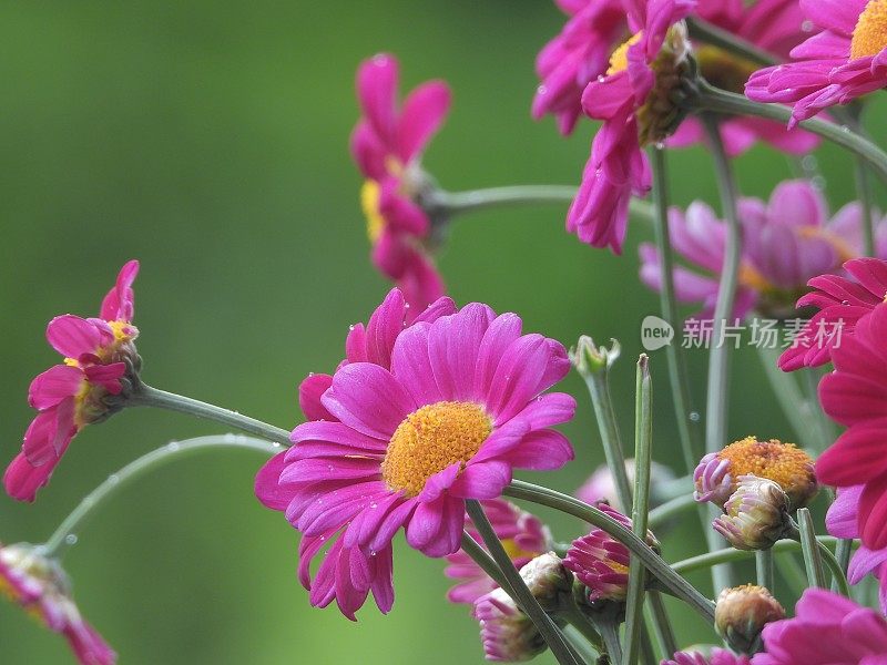 粉红雏菊花瓶