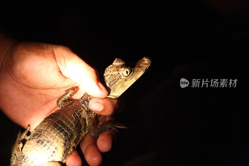 捕捉野生凯门鳄在亚马逊丛林河，巴西