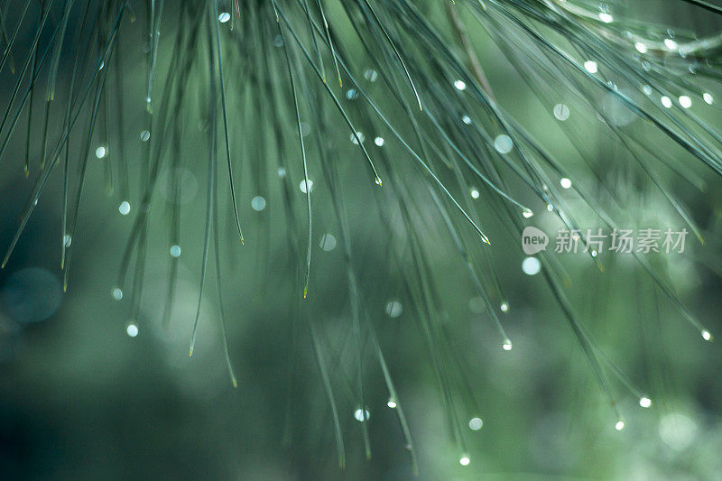 松树叶子上的雨滴