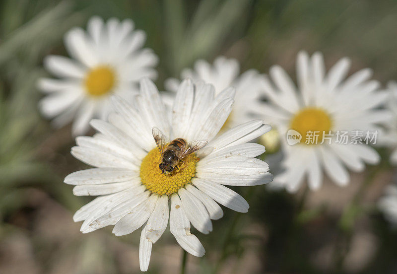 夏天的花:野生雏菊