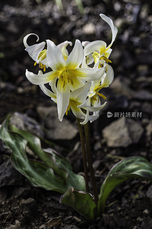 红百合是百合科的一种开花植物，俗称太平洋小鹿百合和圣赫勒拿小鹿百合。它是加州旧金山湾区北部沿海山区的地方病。马亚卡马斯山