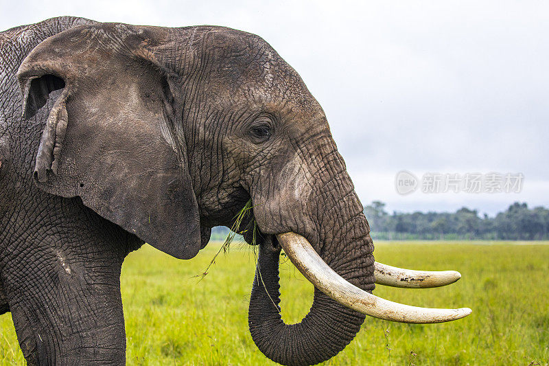 南非沼泽中的大象正在吃新鲜的绿草。