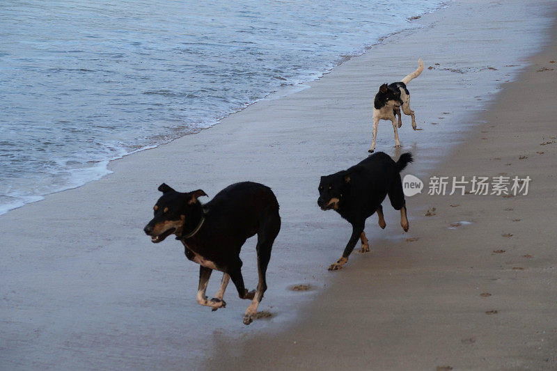 图片中，三只印度野狗在退潮时在海边奔跑溅起水花，杂种狗在海浪中嬉戏嬉戏，印度果阿的帕洛伦海滩海滨潮