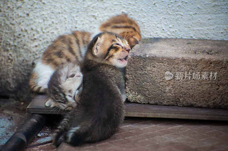 三只小猫在后院