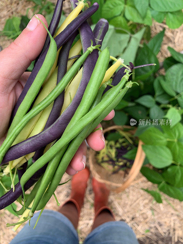 新鲜收获的绿色，黄色和紫色的豆从有机花园