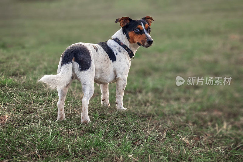 小猎犬在草地上等着看