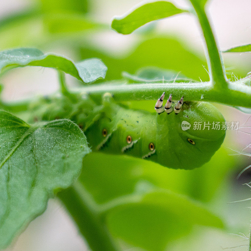 烟草角虫对番茄植株的影响