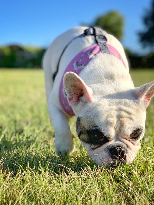 一只法国斗牛犬在公园里嗅草