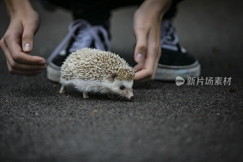 年轻女子在路上照顾刺猬的特写