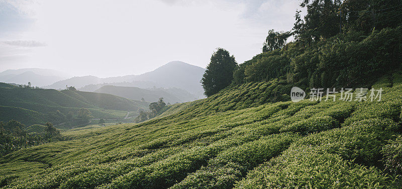 清晨在卡梅隆高地的茶园里种植茶树