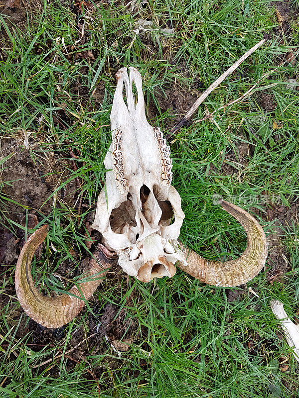 公羊头骨躺在威尔士的草地上。