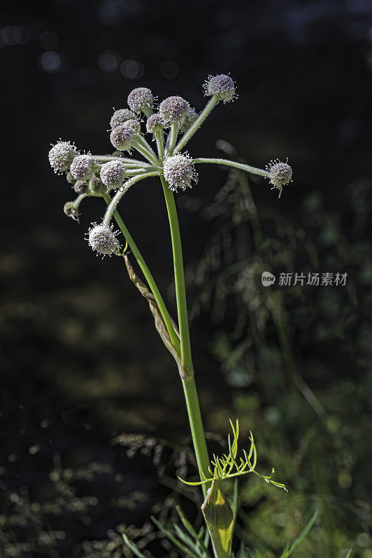 小头蝶，俗称游侠的钮扣，毛头防风草，钮扣欧芹和沼泽白头。洋葱谷，因约国家森林，内华达山脉，加利福尼亚州。