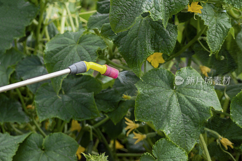 喷洒植物。黄瓜被喷洒了化学溶液以驱除害虫