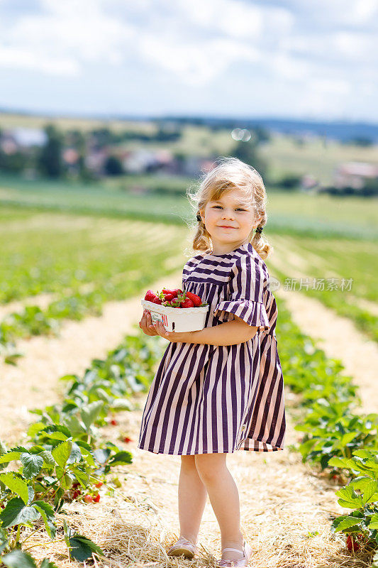 一个快乐的小女孩在温暖阳光明媚的夏天在有机浆果农场采摘和吃草莓。孩子乐于助人。草莓种植园的孩子，成熟的红浆果。