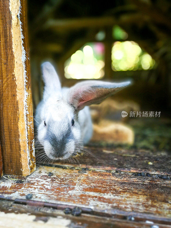 近距离的绒毛白兔在笼子里