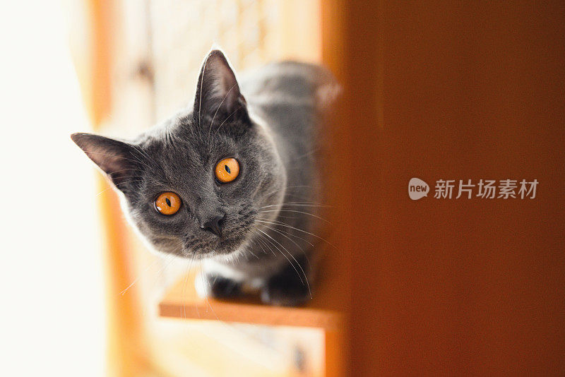 好奇的夏特尔猫的猫