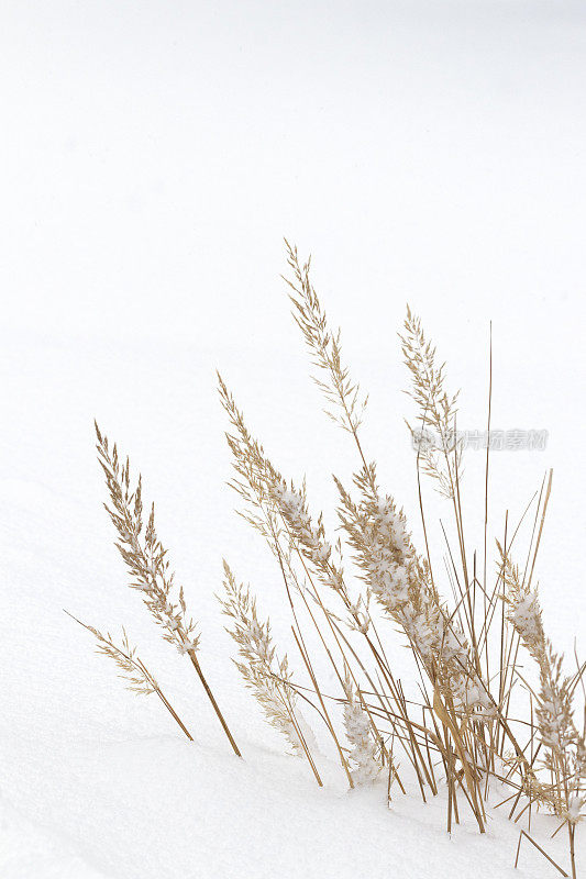 雪中观赏草