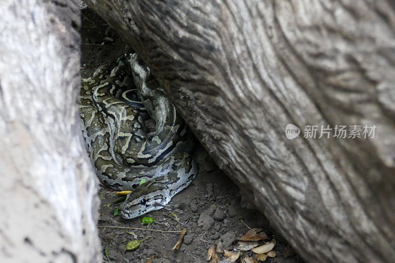 博茨瓦纳北部图里地区的岩蟒