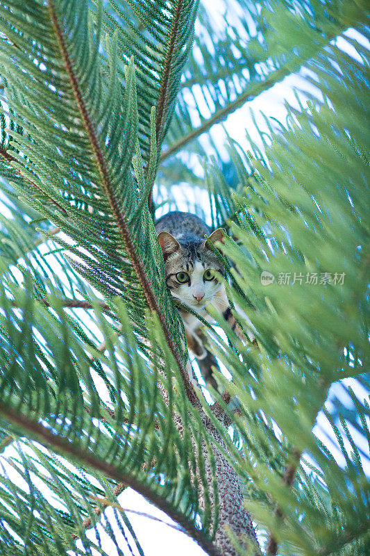 从考亚艾的树上往下看的猫