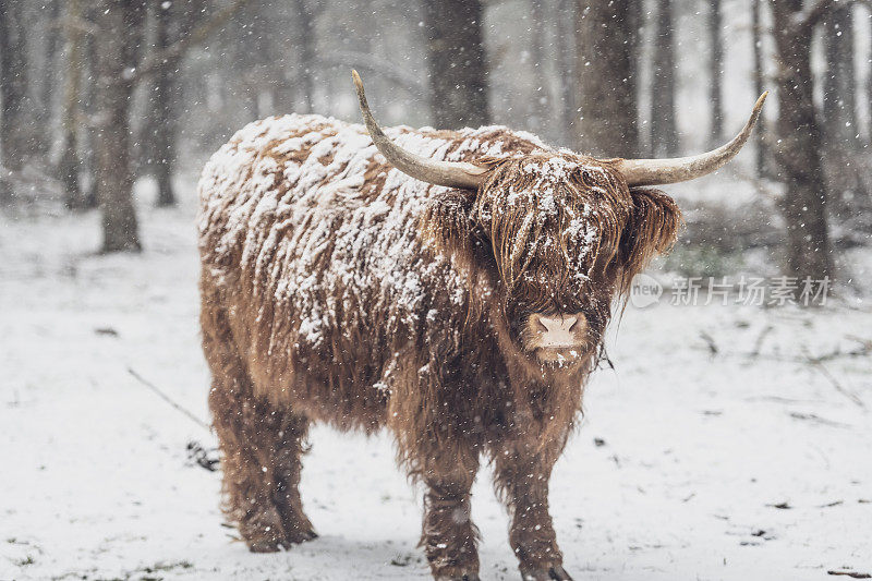 一幅苏格兰高地奶牛的肖像，在雪地里的森林在冬天