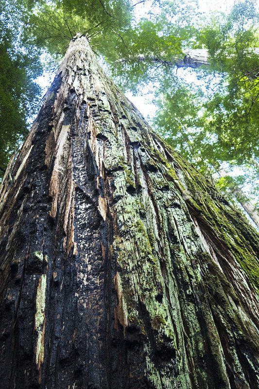 美国加州洪堡红杉州立公园的巨型红杉