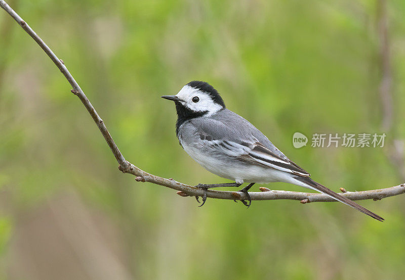 白鹡鸰