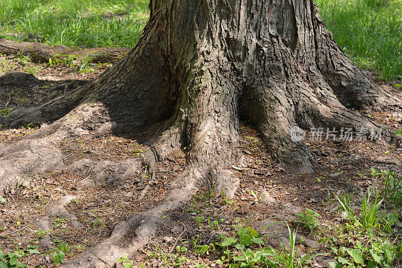 大树长着裸露的树根，地表的树根在公园里。
