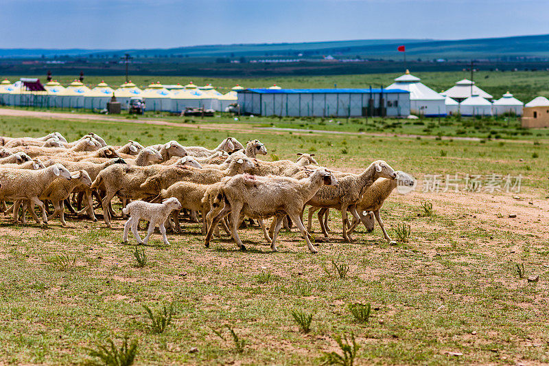 草原上的绵羊以蒙古包帐篷为背景