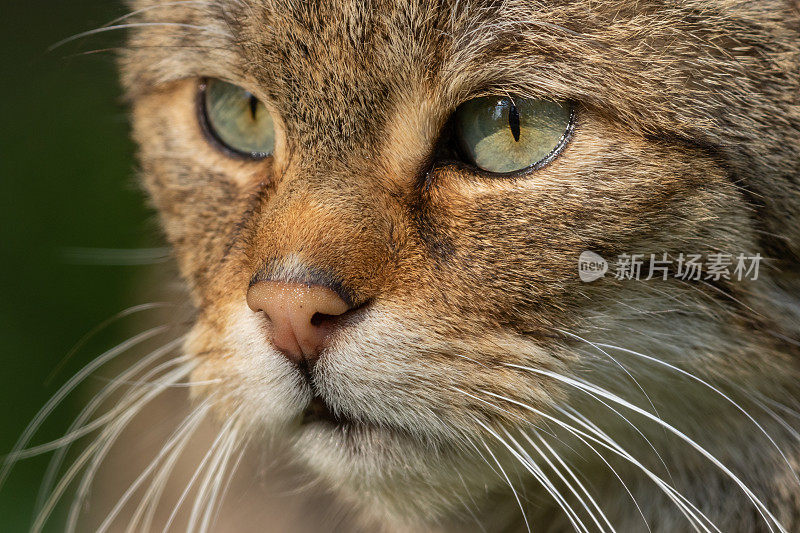 欧洲野猫