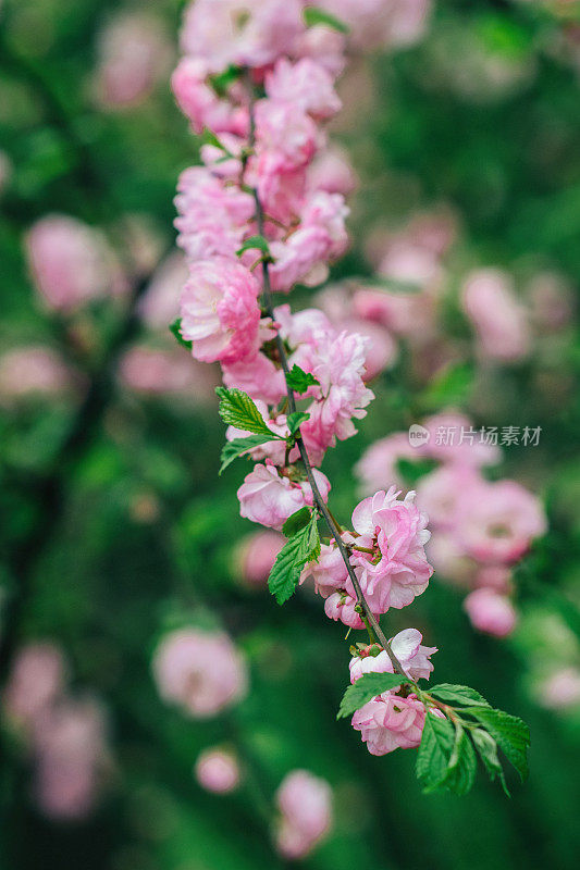 杏树开花