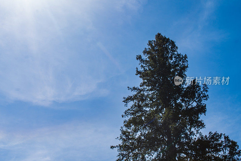 抬头看着一棵树与太阳和蓝色的天空在背景