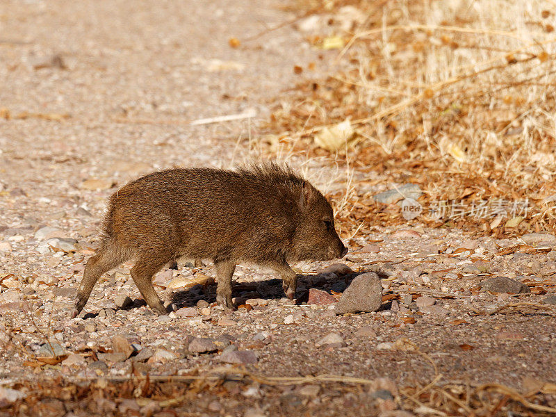 成卷的野猪类Javalina