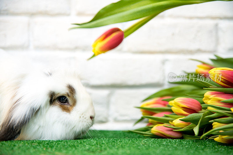 一个白色的兔子看着黄色的红色郁金香的特写。