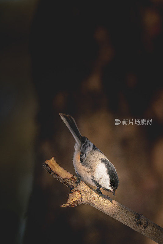 在冬天很漂亮，栖息在树枝上