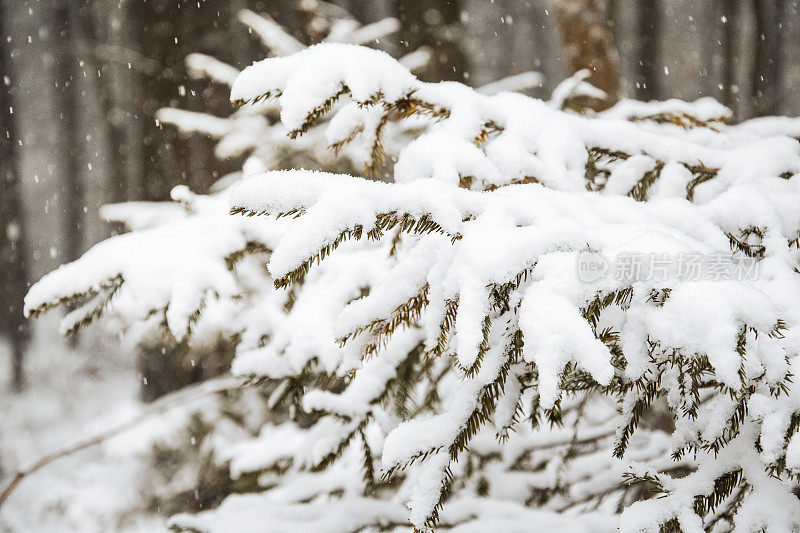 森林里下雪了