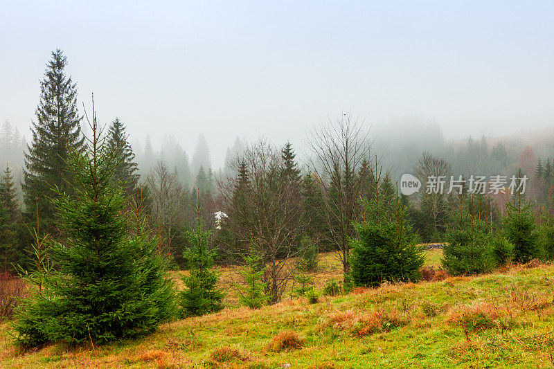 乌克兰,喀尔巴阡山。秋山中晨雾的时间流逝。风景有雪山和流动的雾。