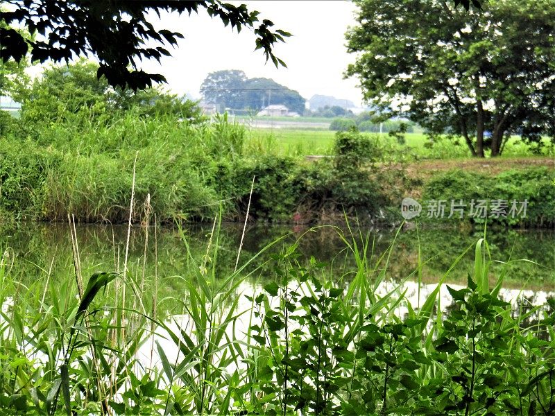 日本。7月。在湖边。