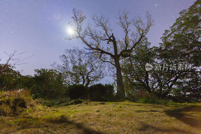 留尼汪岛