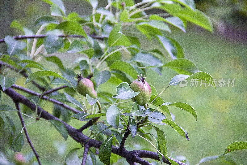 花园里成熟的有机梨