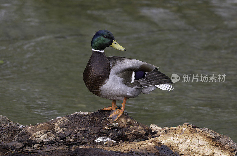 男性野鸭