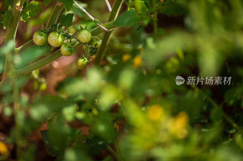 植株上有绿色的未成熟的小樱桃西红柿