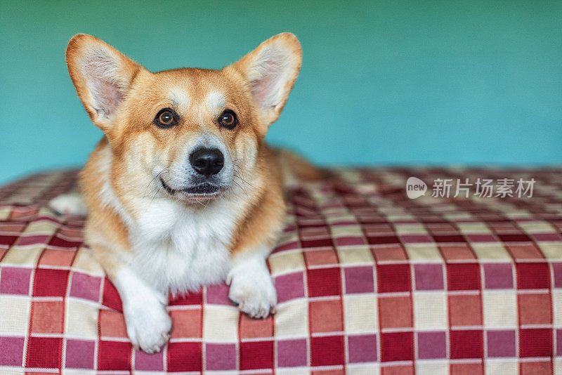 可爱顽皮的威尔士柯基犬