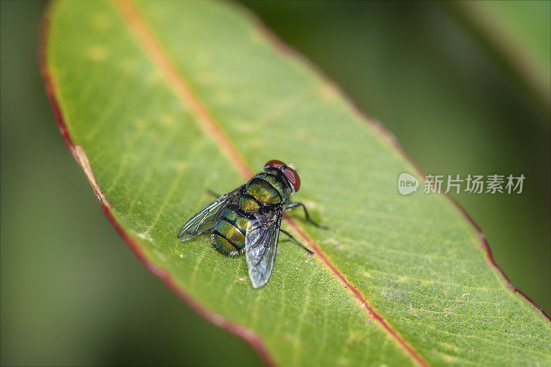 吹蝇(丽蝇属)