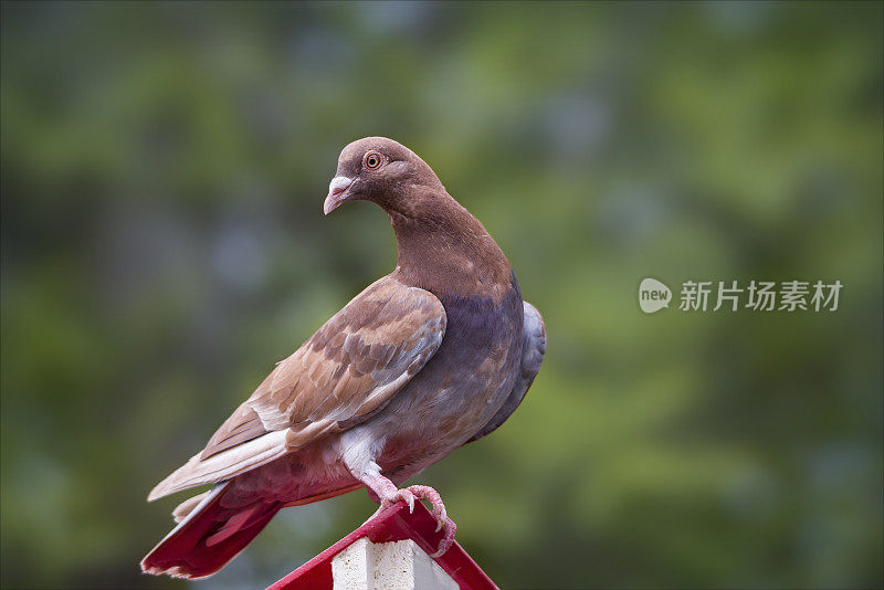 国内的鸽子