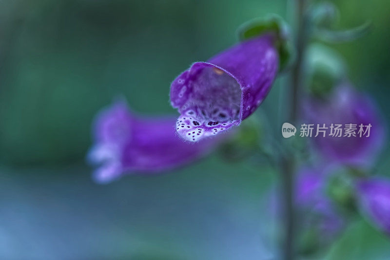 湿紫花植物特写