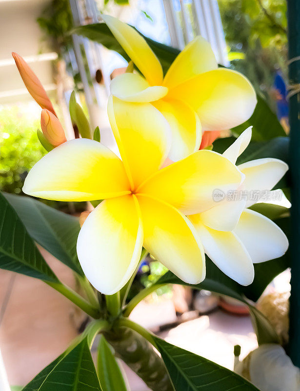 黄色Plumeria