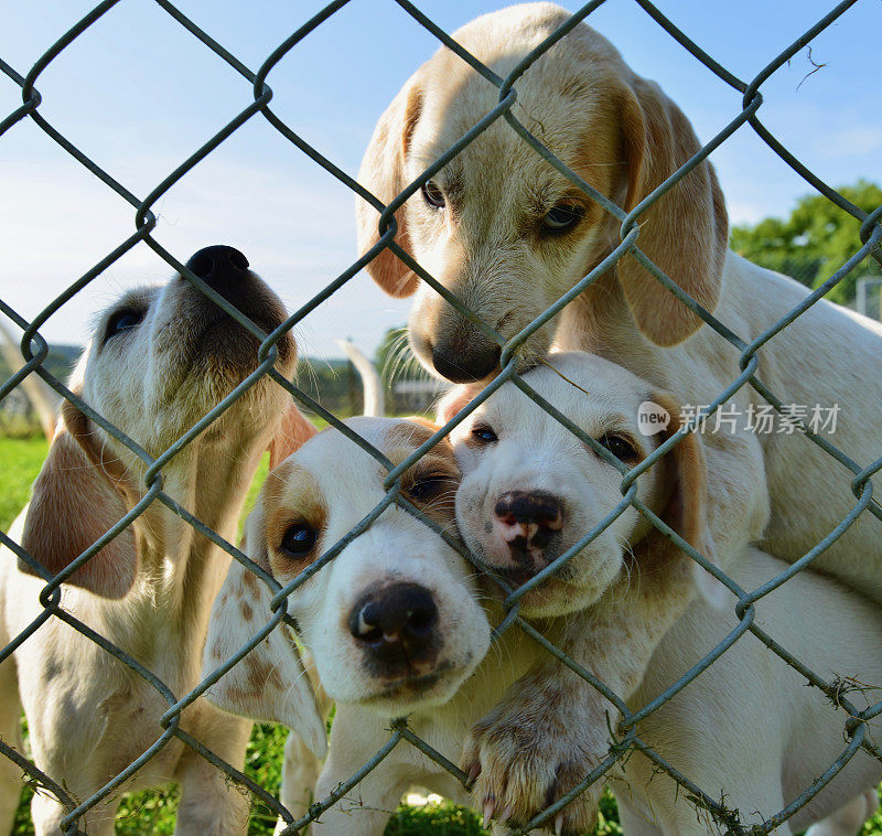 英国猎犬幼犬