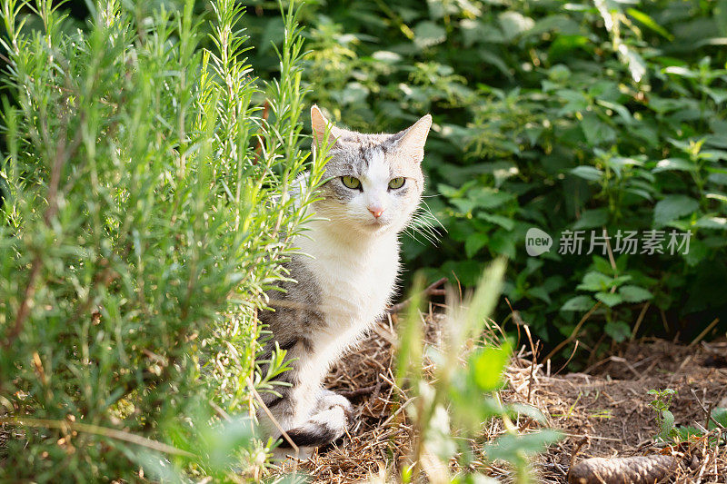 有白色斑点的虎斑猫，常出没于野外